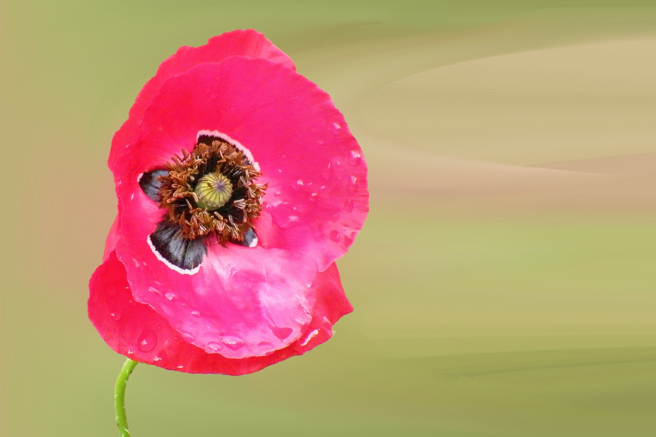 poppy blossom bloom free photo