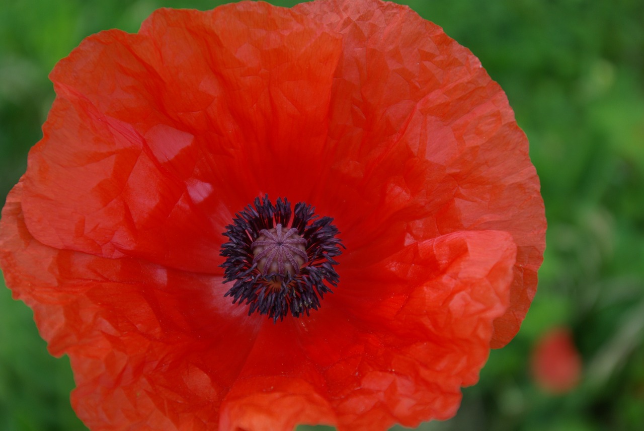 poppy red blossom free photo