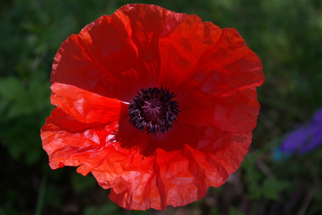 poppy red blossom free photo