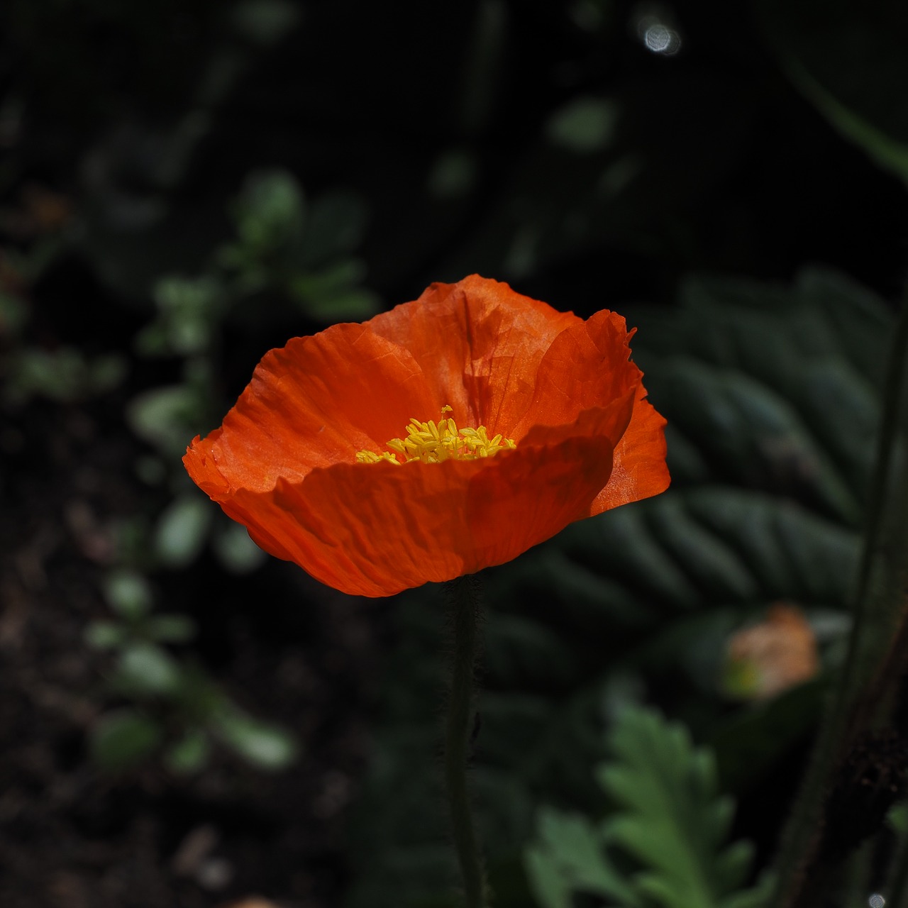 poppy red klatschmohn free photo