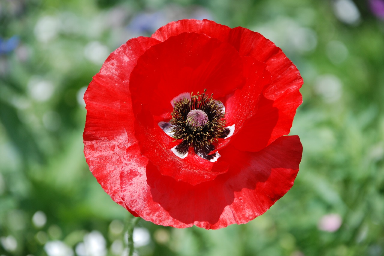 poppy blossom bloom free photo