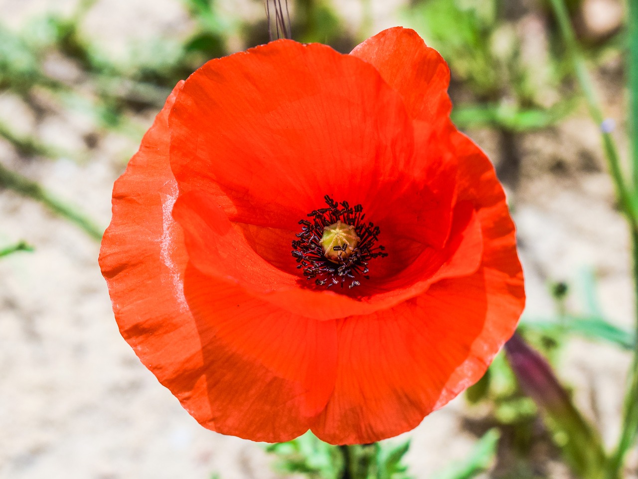 poppy wildflower red free photo