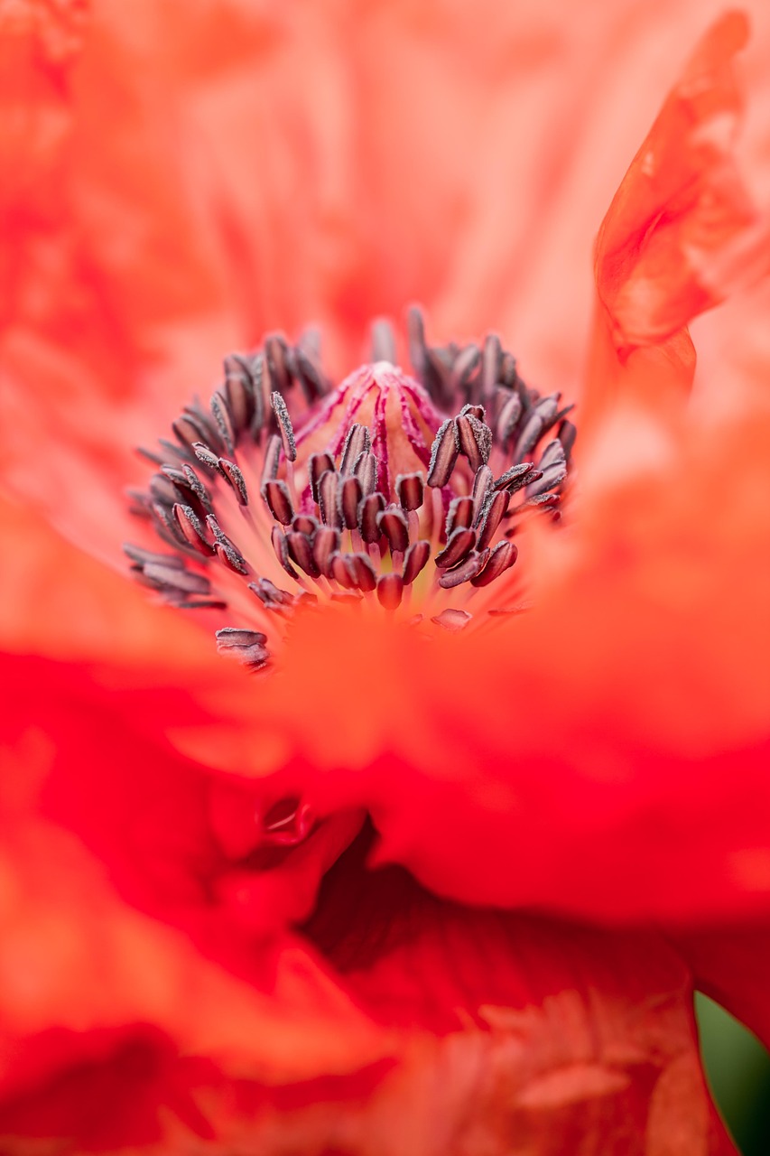 poppy flower red free photo