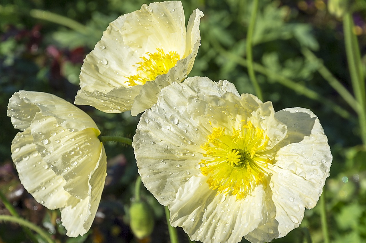 poppy flower garden free photo