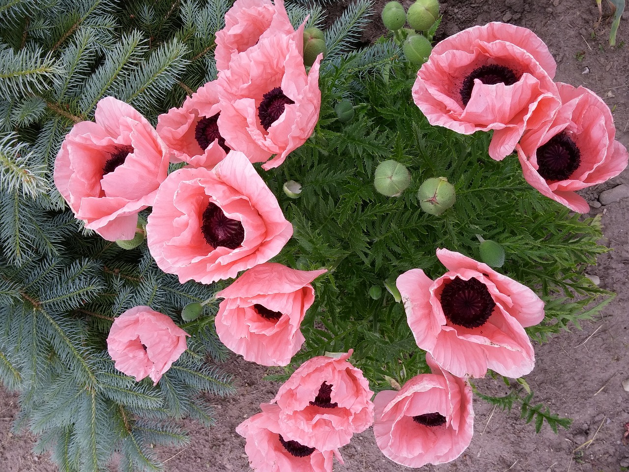 poppy flower floral free photo