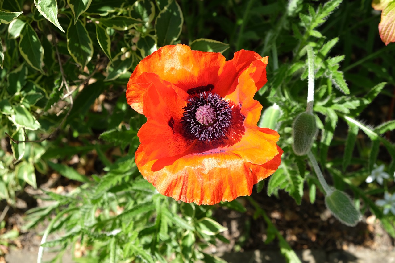 poppy garden june free photo