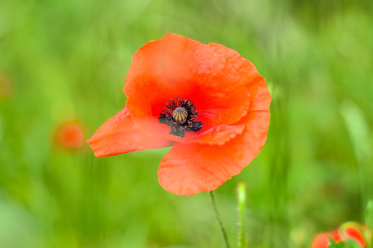 poppy plant nature free photo