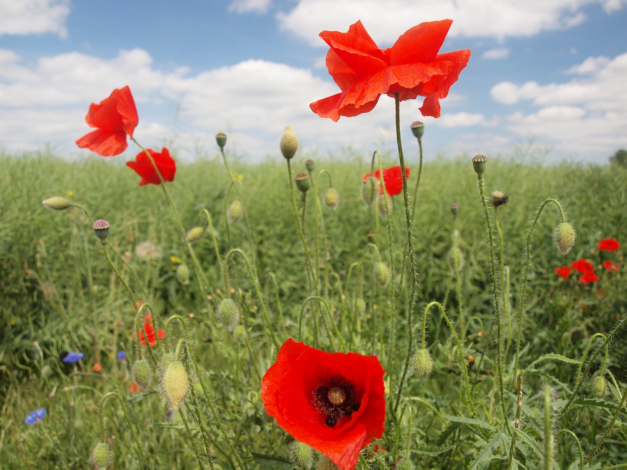 poppy klatschmohn summer free photo