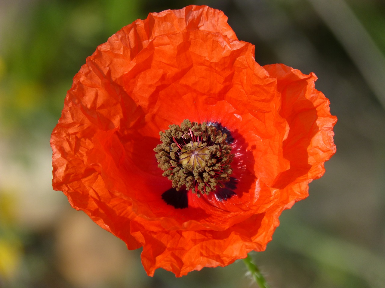 poppy ababol detail free photo