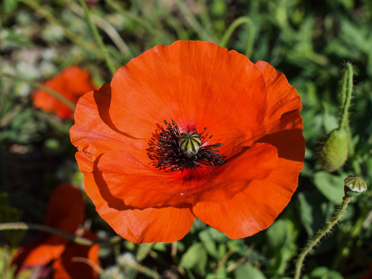 poppy flower red free photo