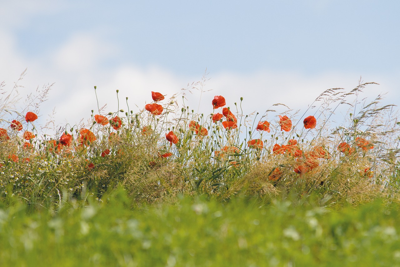 poppy flower red free photo