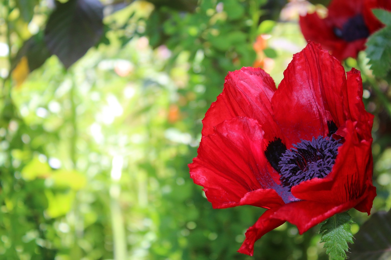 poppy red flower free photo