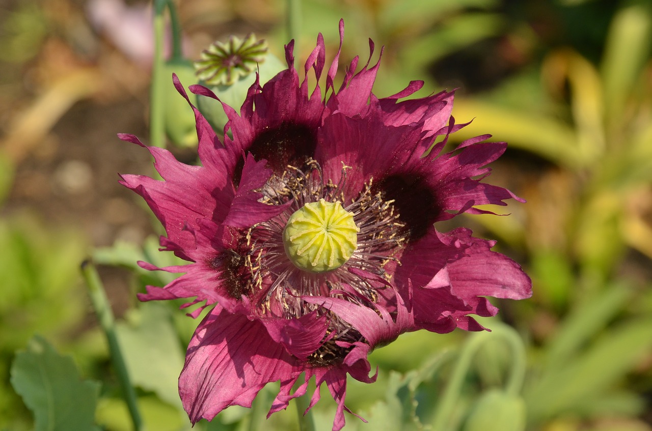 poppy flower flora free photo