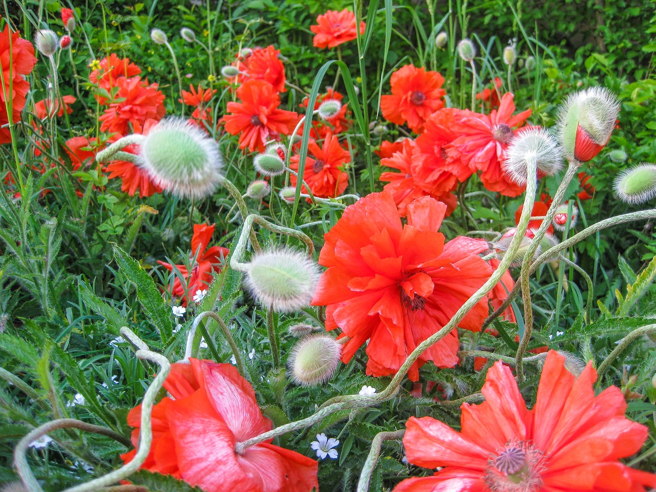 poppy flower summer free photo