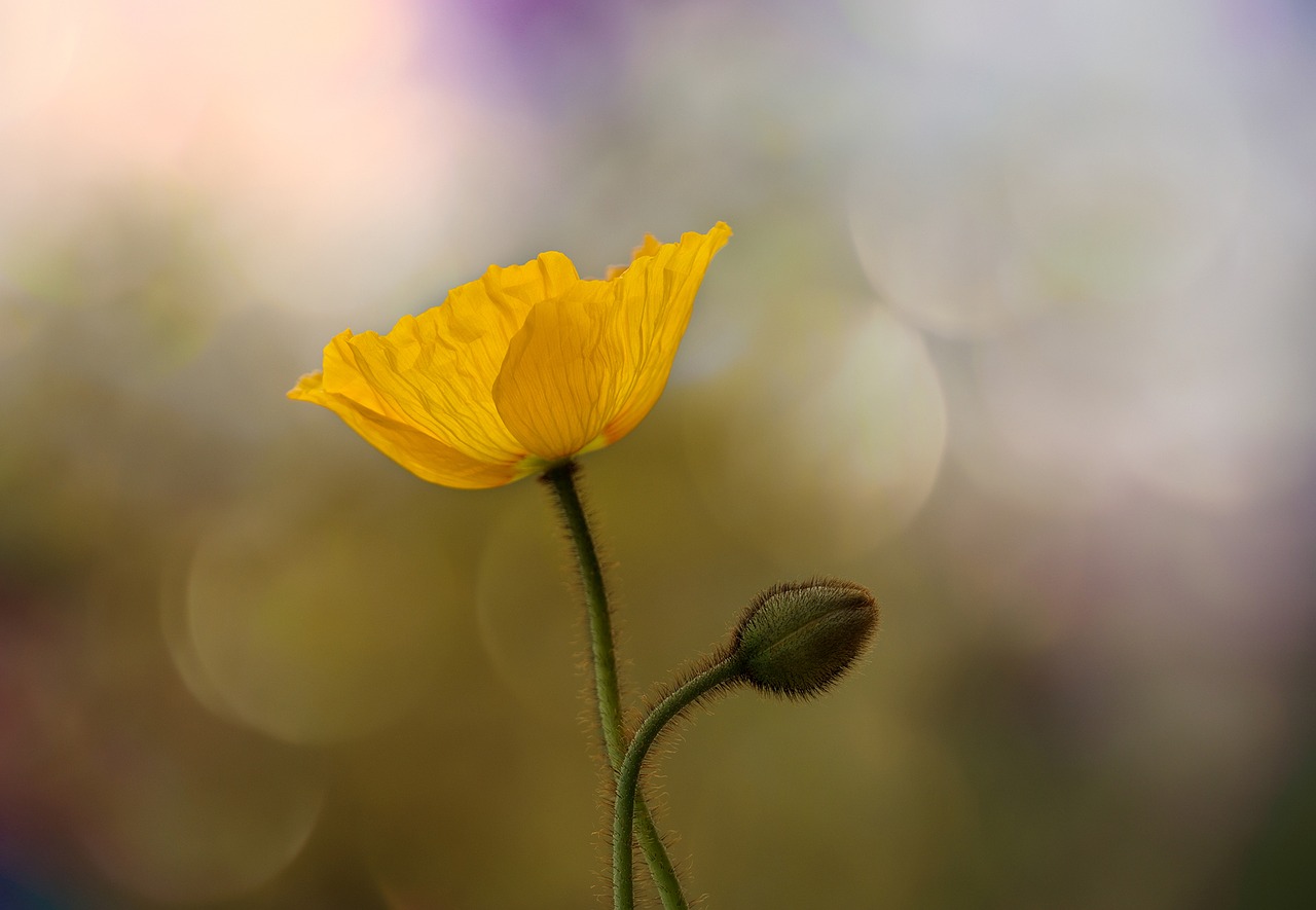 poppy iceland poppy mohngewaechs free photo