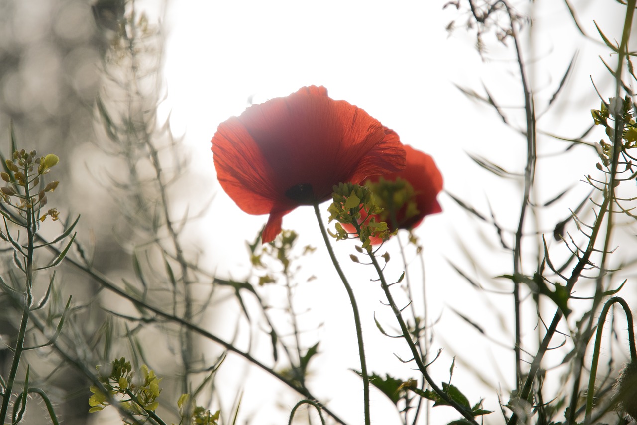 poppy spring field free photo