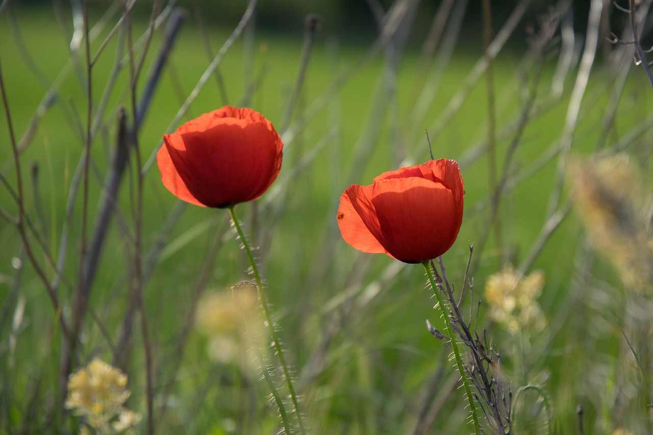 poppy field spring free photo