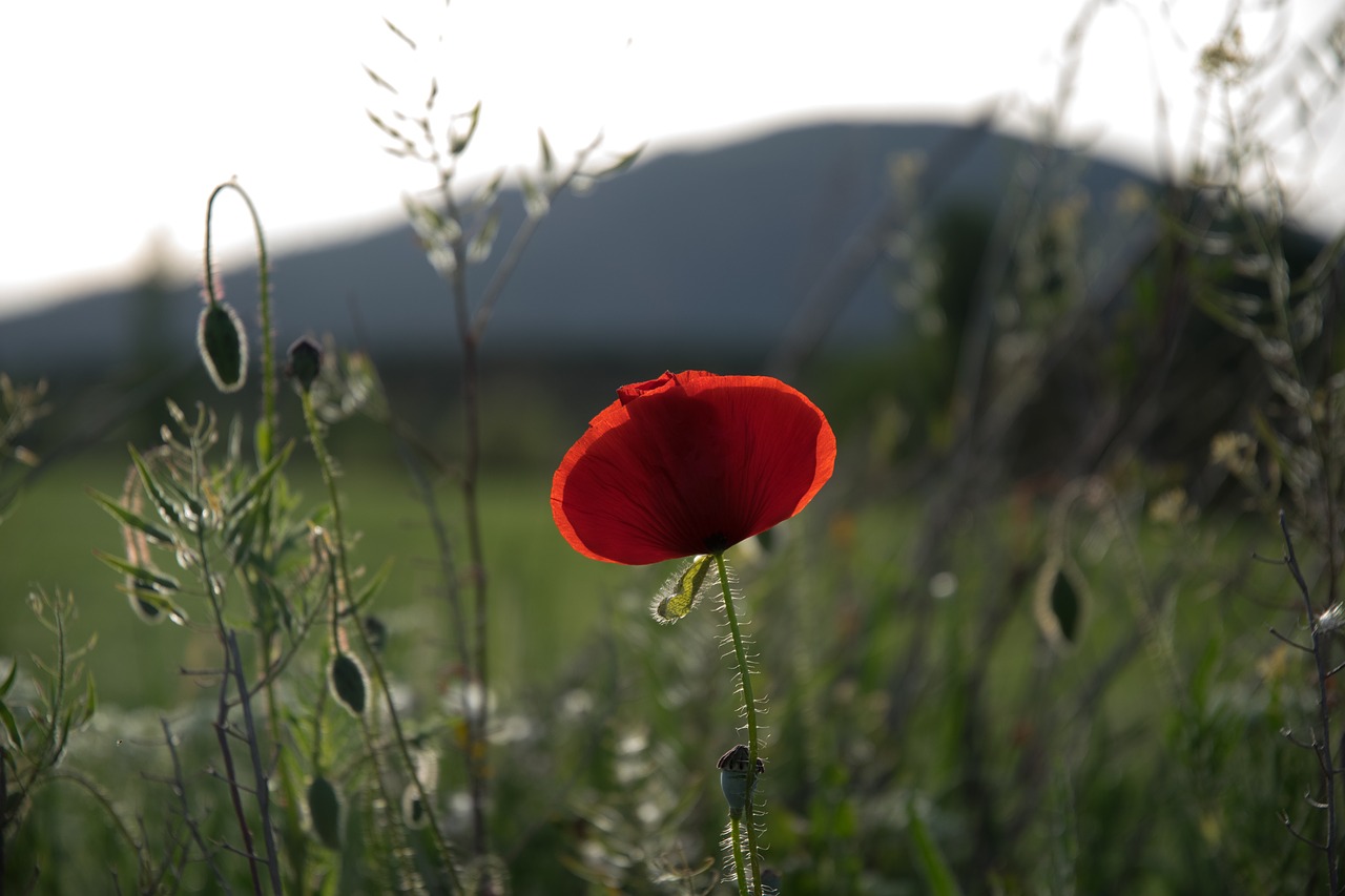 poppy field spring free photo