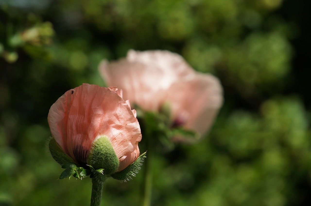 poppy blossom bloom free photo