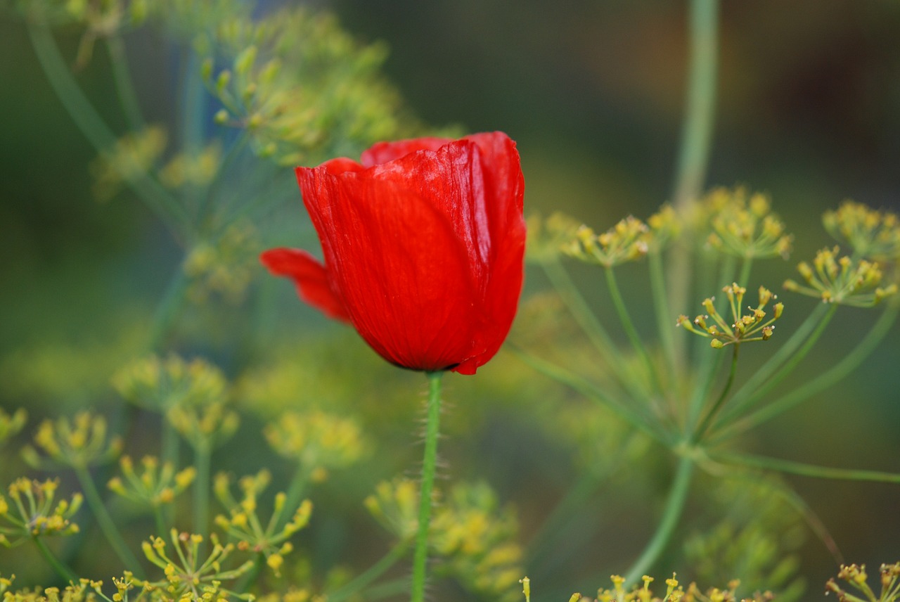 poppy red flower free photo