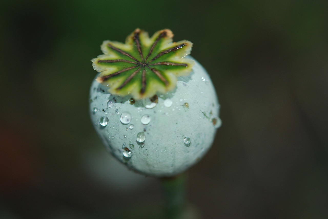 poppy green withered free photo