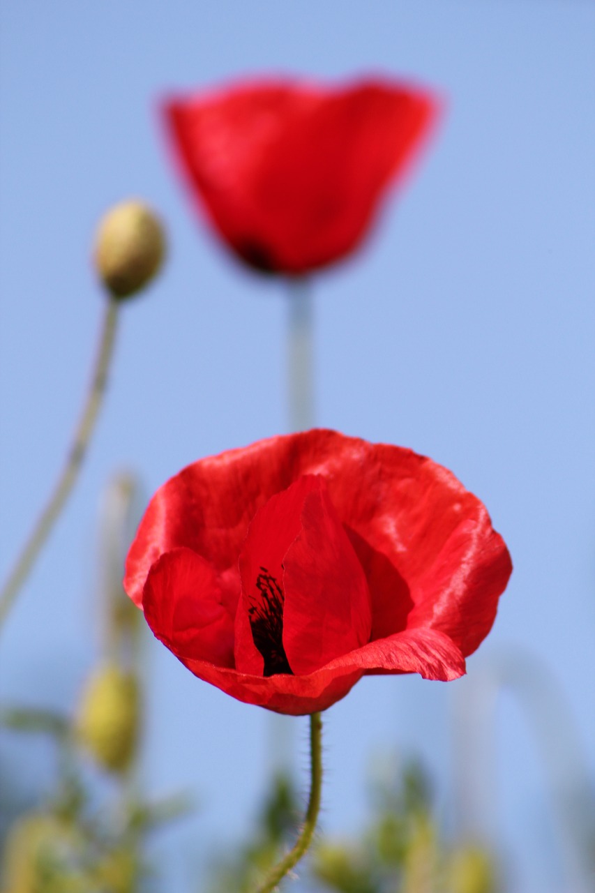 poppy flower summer free photo