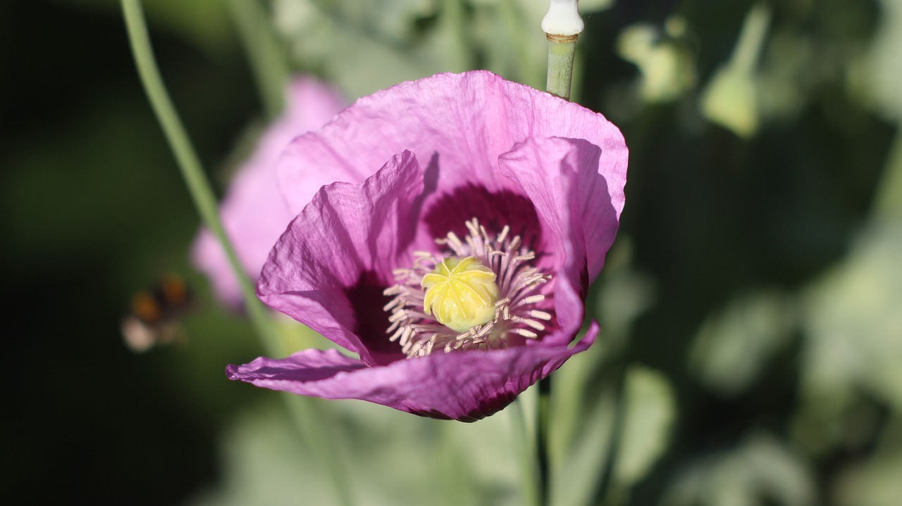 poppy flower pink free photo