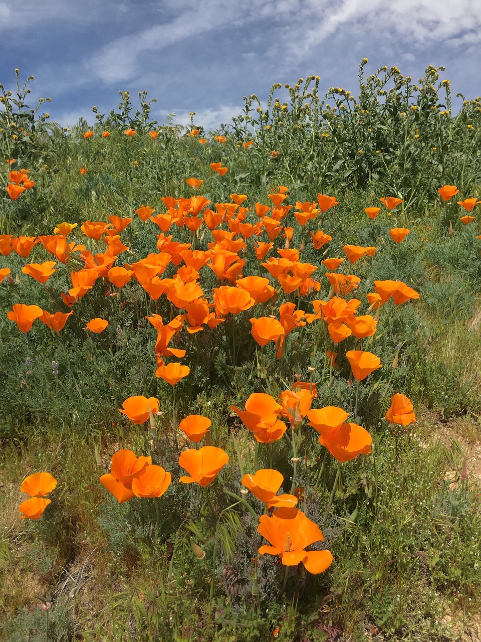 poppy flowers field free photo