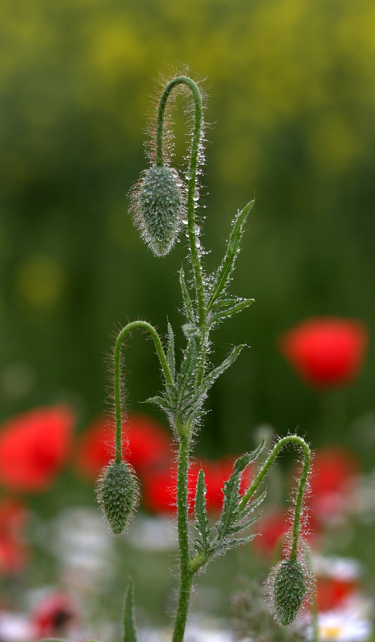 poppy freshman flower free photo