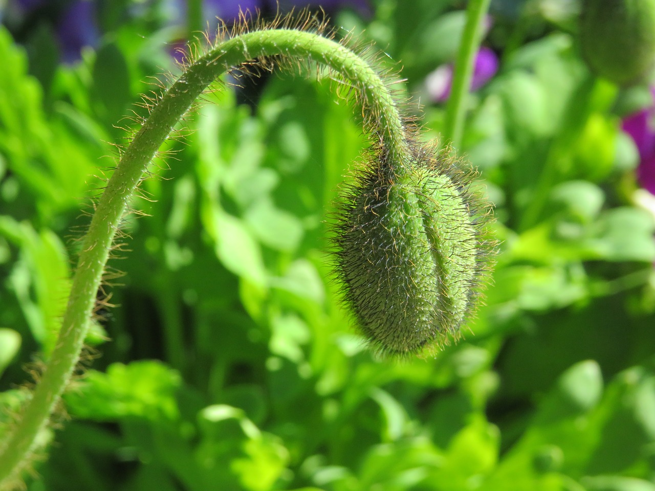 poppy flower capsule free photo