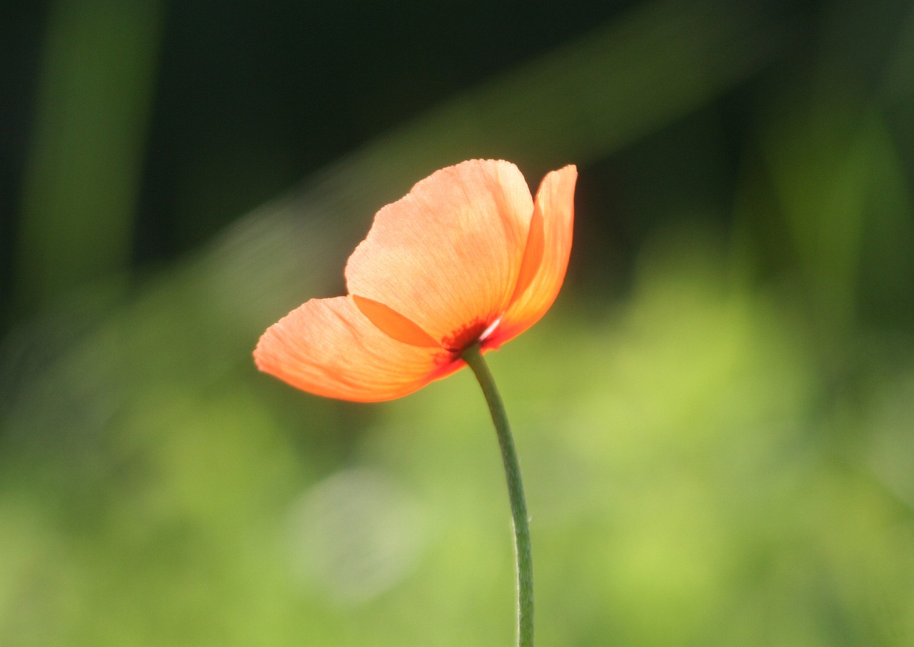 poppy flower nature free photo