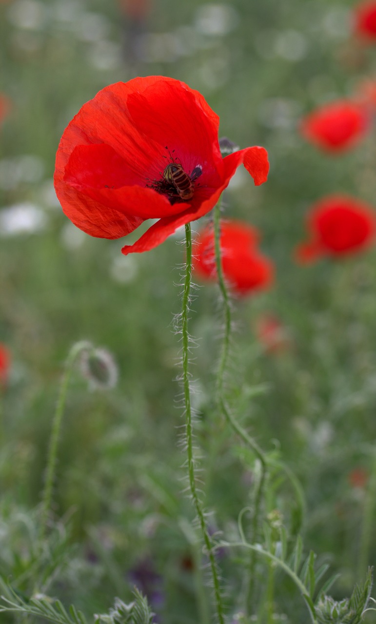 poppy red flower free photo