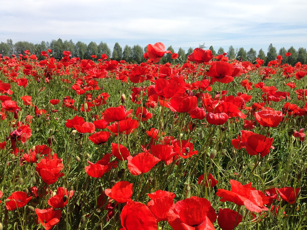 poppy spring klatschmohn free photo