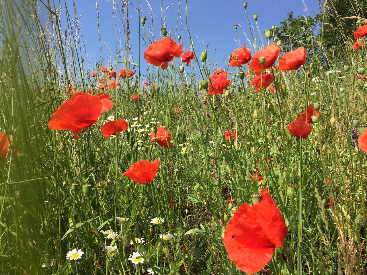 poppy spring field free photo