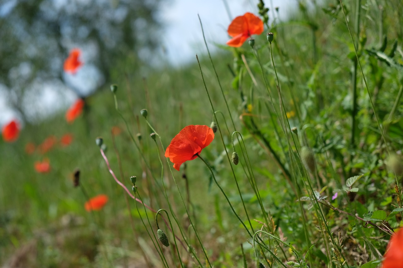 poppy slope meadow free photo