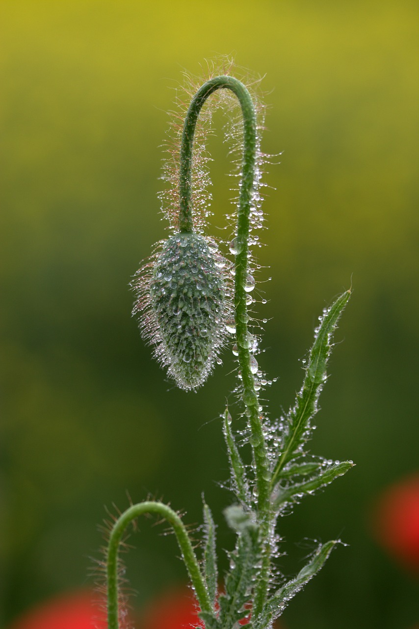 poppy freshman green free photo