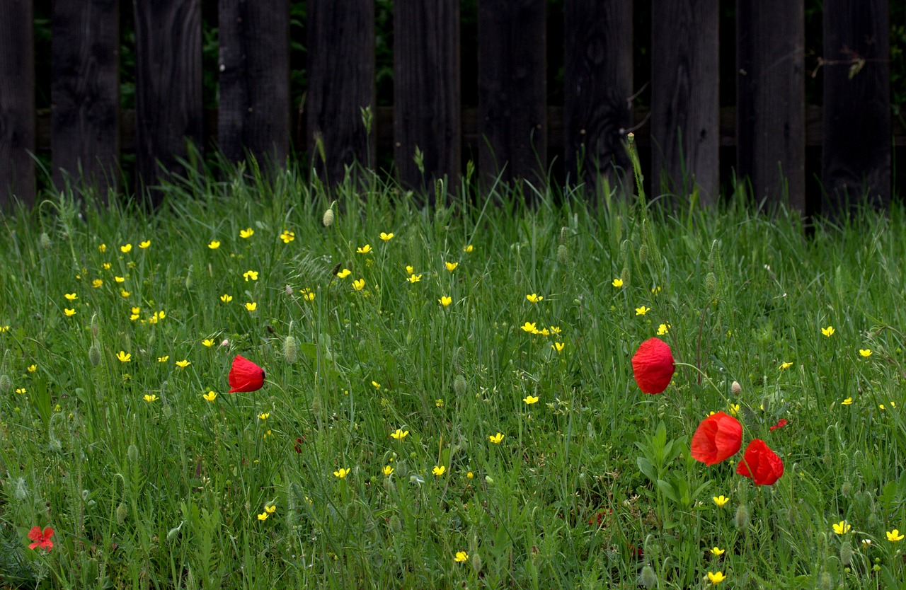 poppy red flower free photo