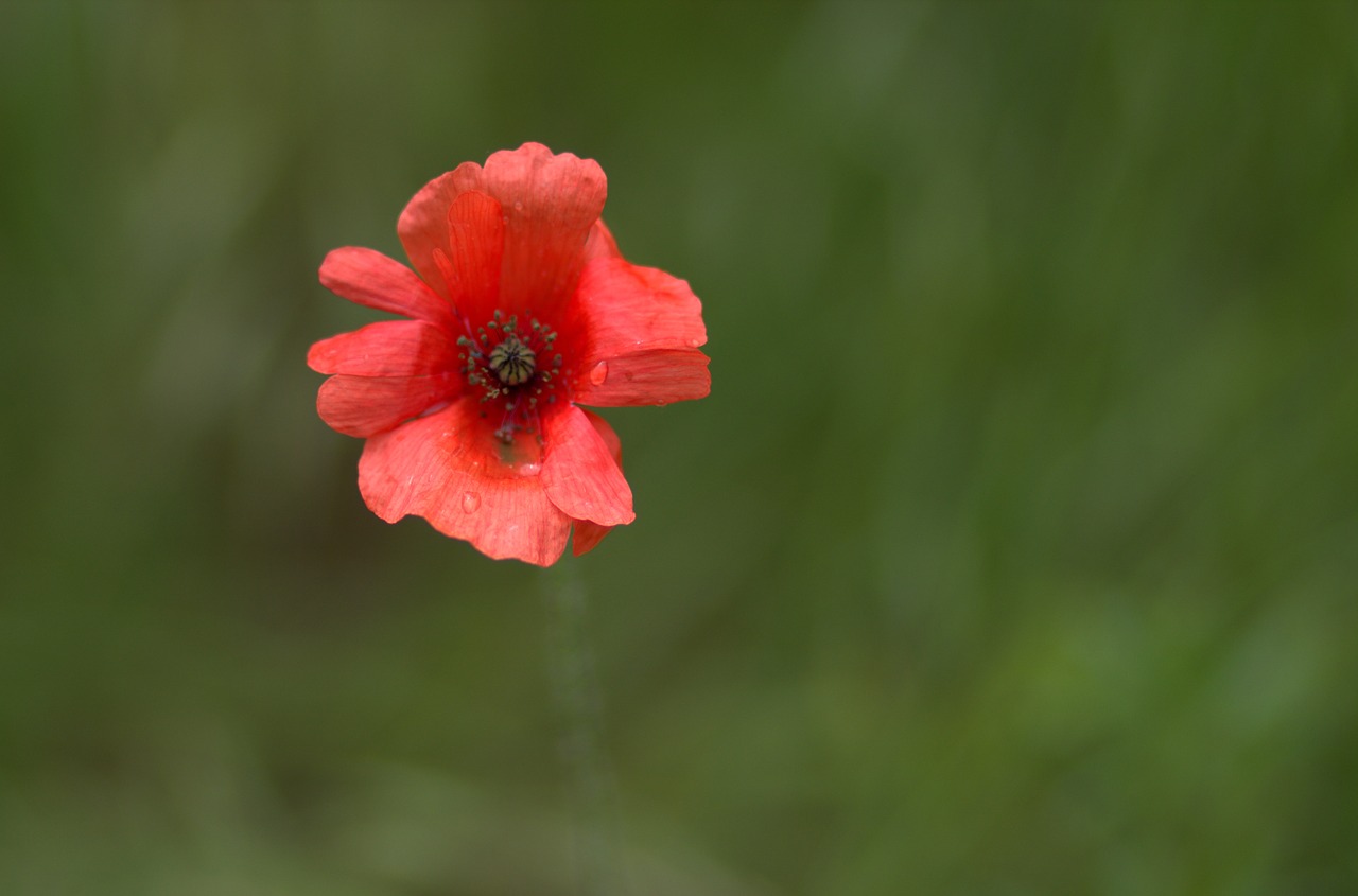 poppy red flower free photo