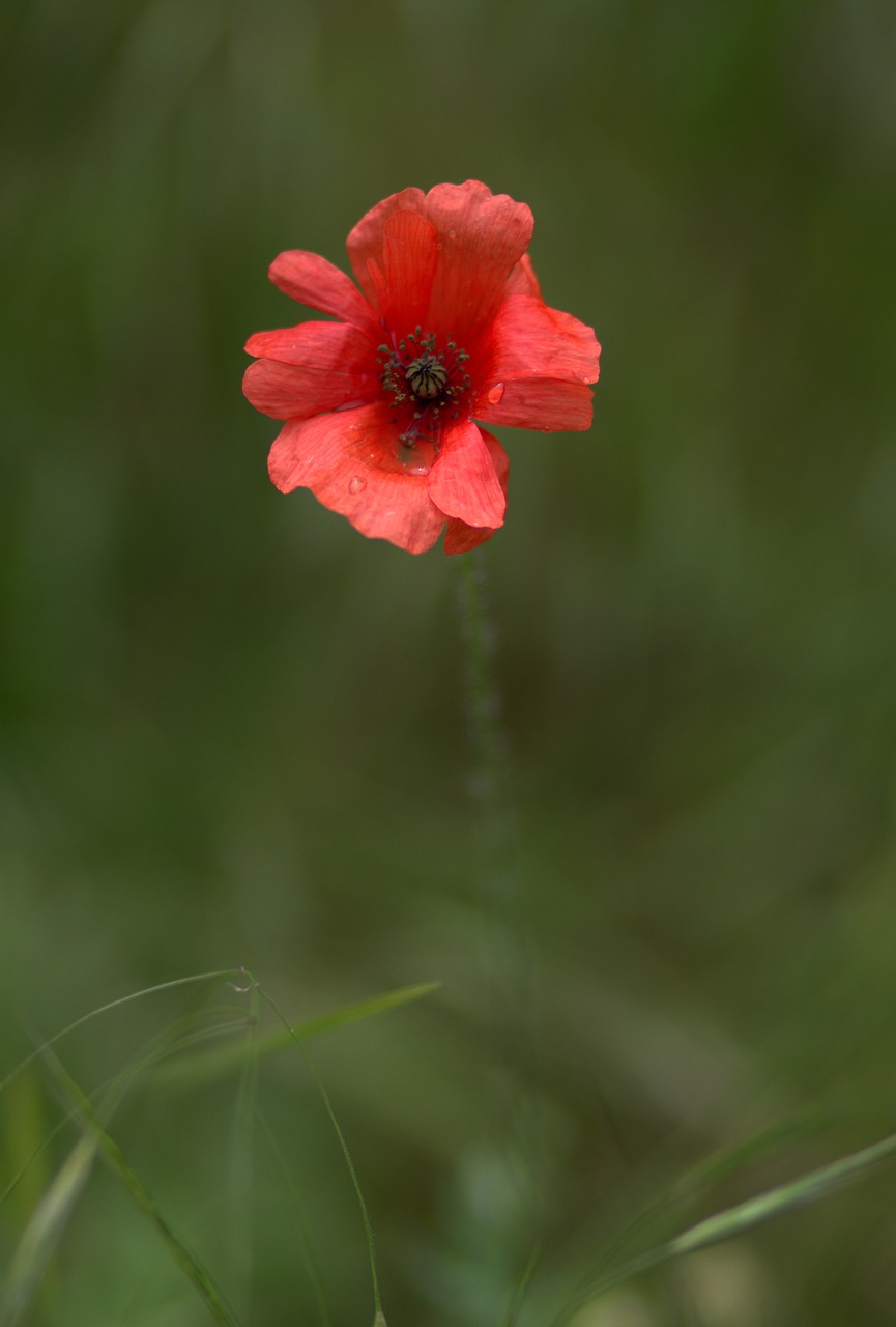 poppy red flower free photo