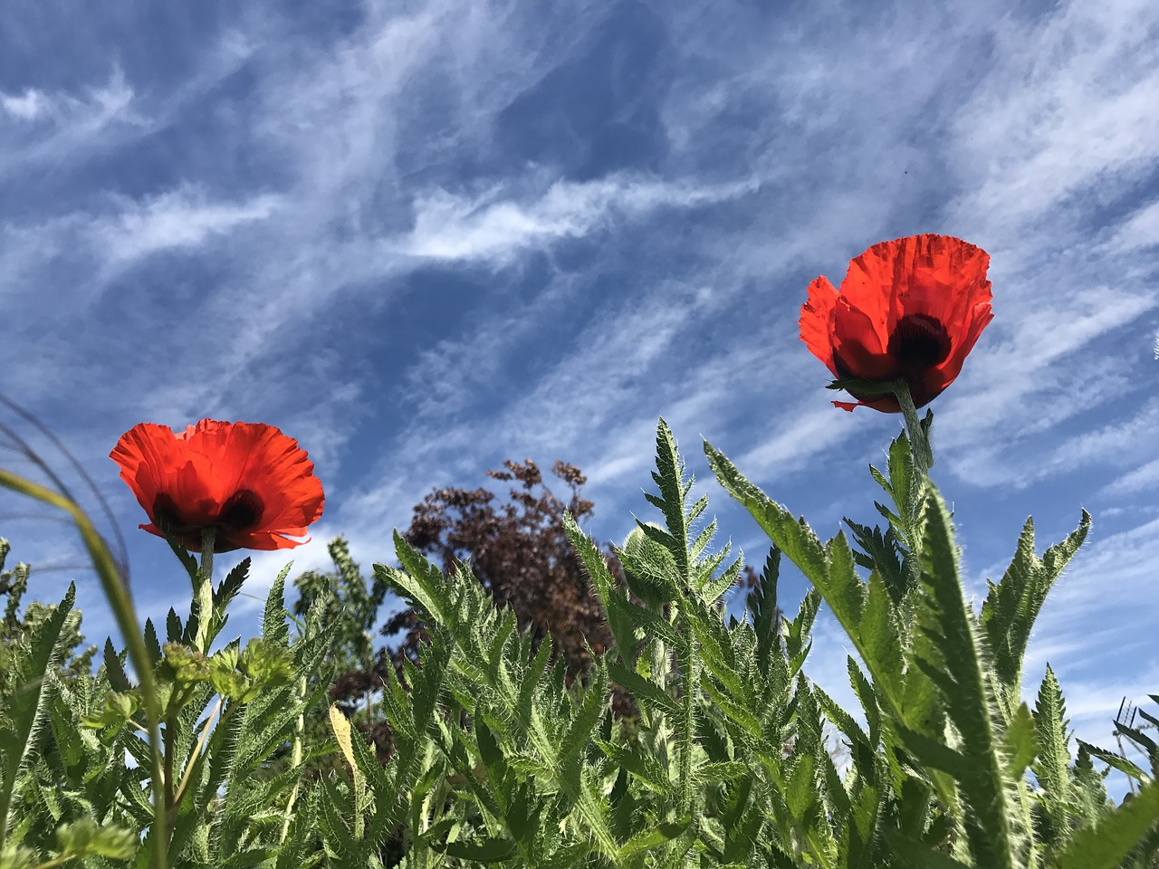 poppy flower nature free photo