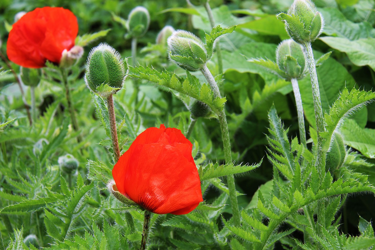 poppy flower nature free photo