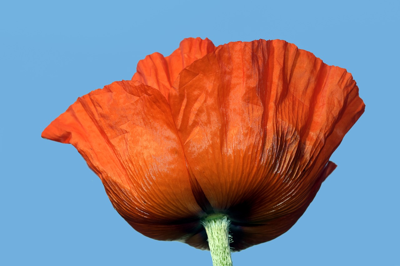 poppy blossom bloom free photo