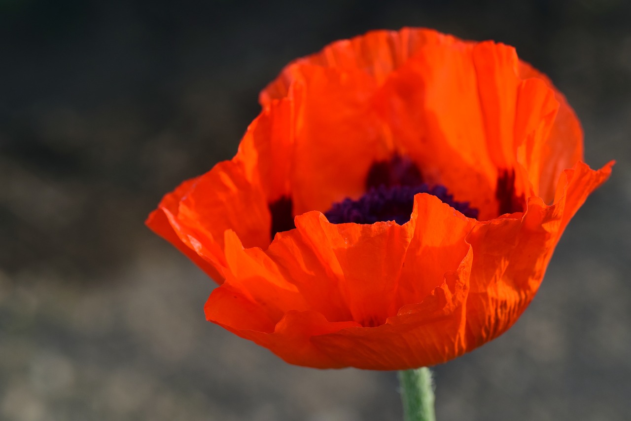 poppy poppy flower red poppy free photo