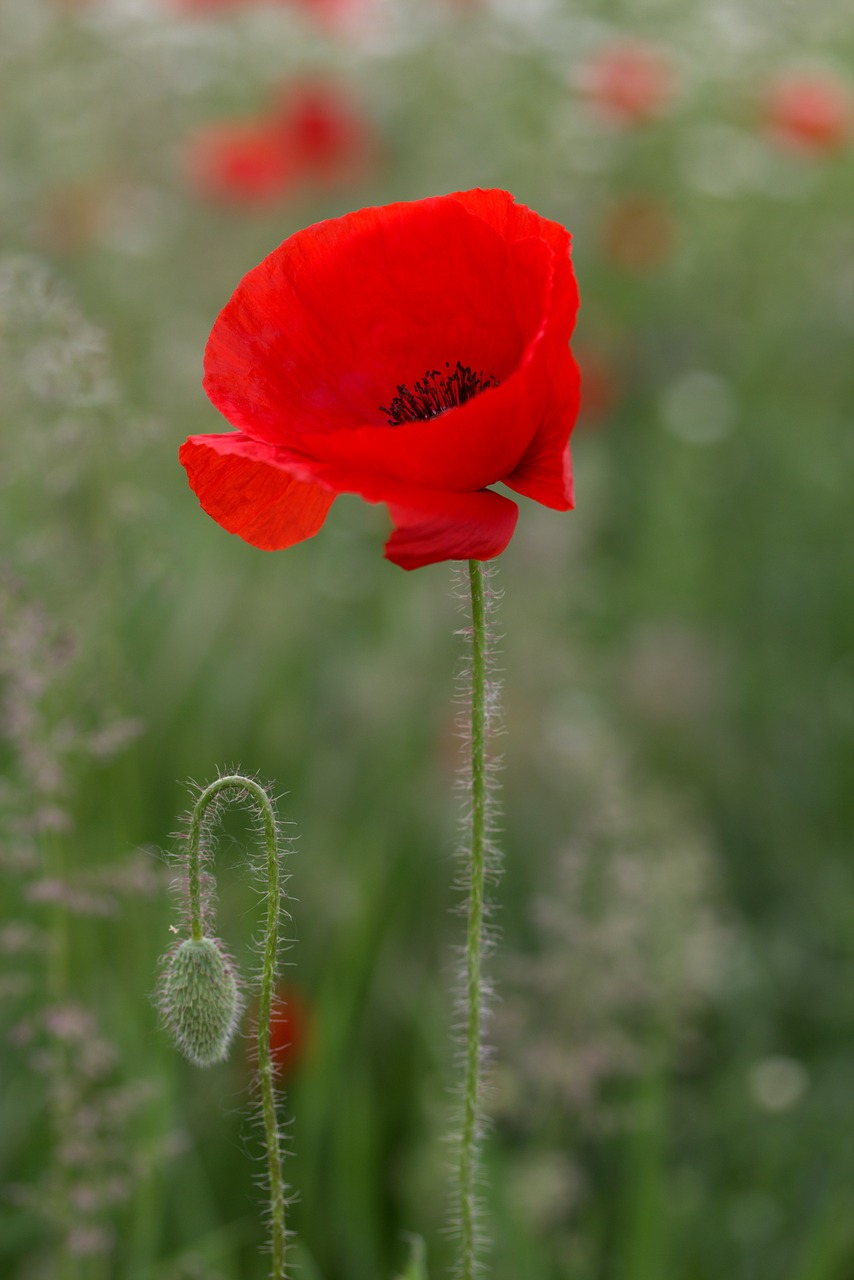 poppy flower red free photo