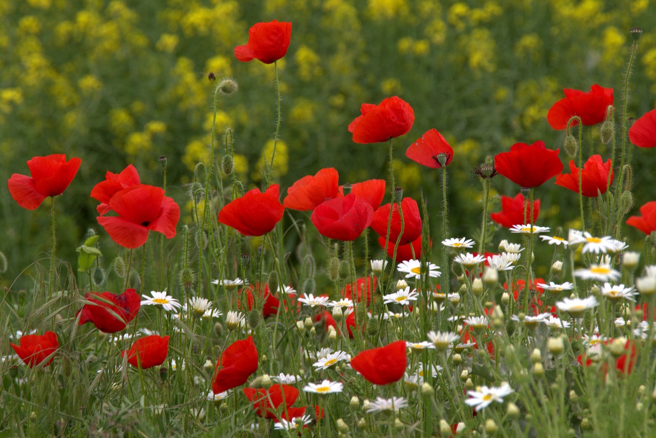 poppy flower red free photo