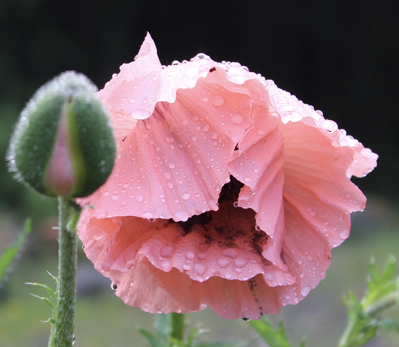 poppy dew pink free photo