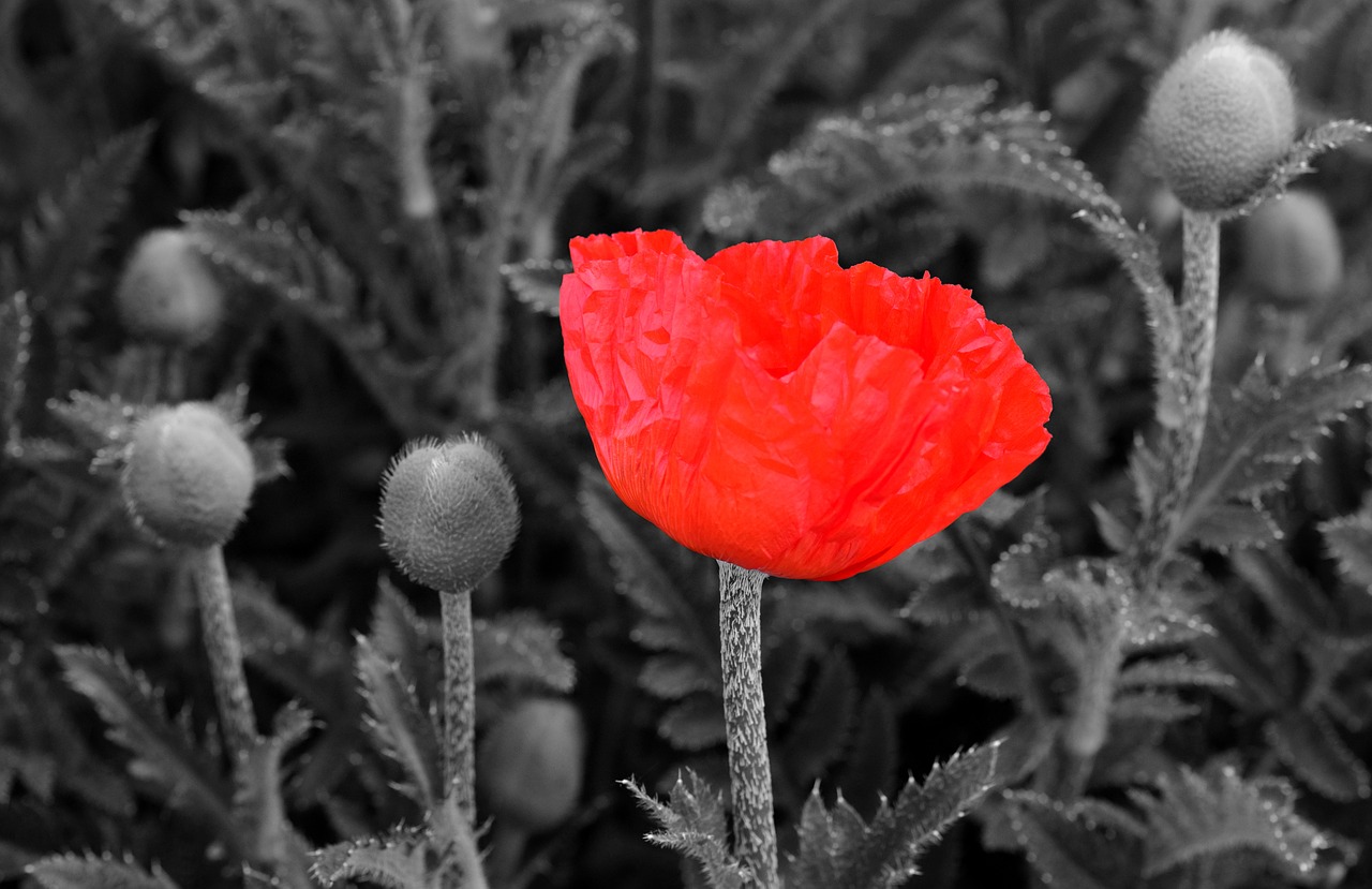 poppy poppy flower flower free photo