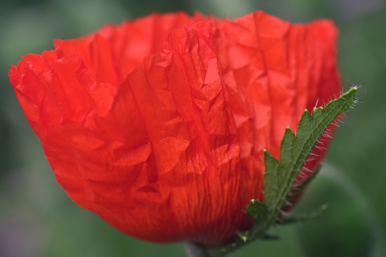 poppy poppy flower klatschmohn free photo