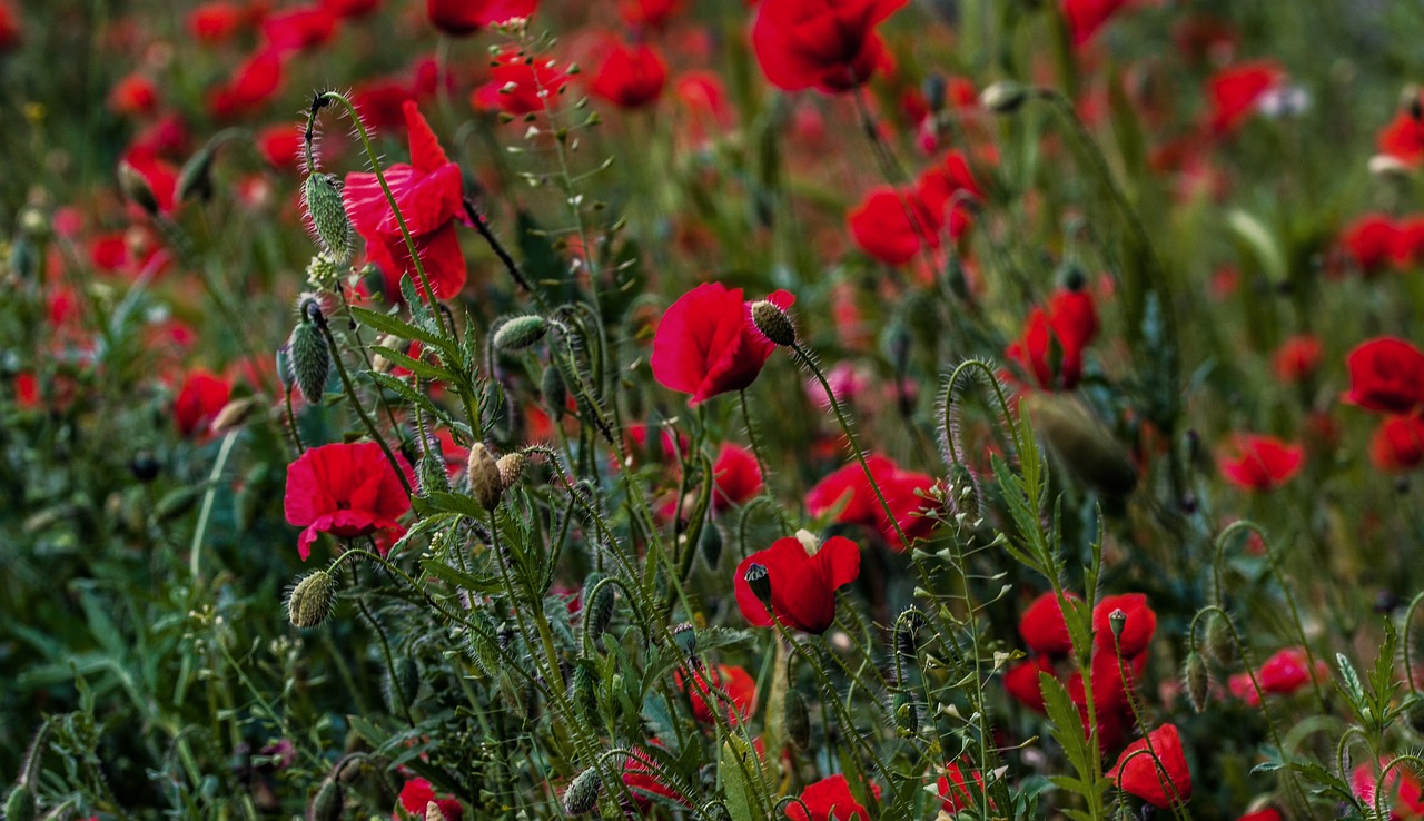poppy meadow red free photo