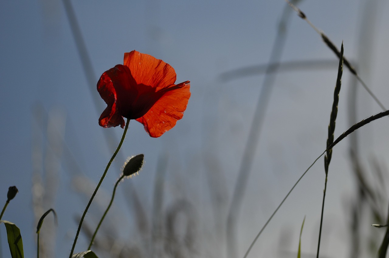 poppy summer red free photo